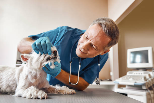 Best Weekend Emergency Dentist in Centennial, CO